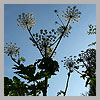 Tree meters high plant